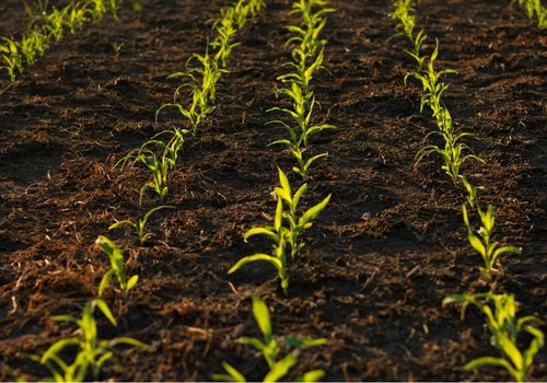 Primavera: Un buen tiempo para aplicar cal agrícola en las parcelas