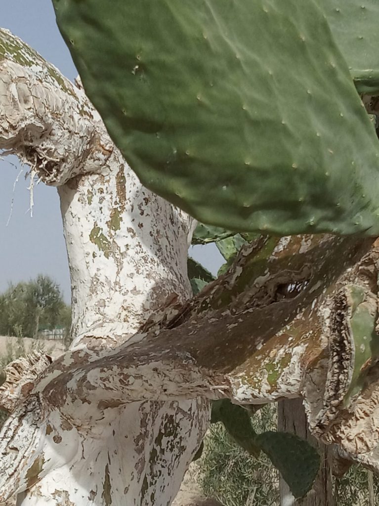 plaga de cochinilla combatida con cal artesanal de gordillos cal de moron