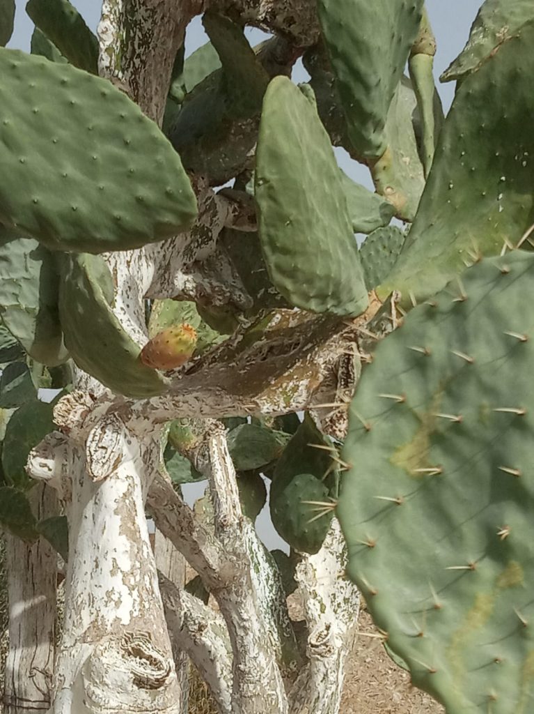 plaga de cochinilla combatida con cal de gordillos cal de moron