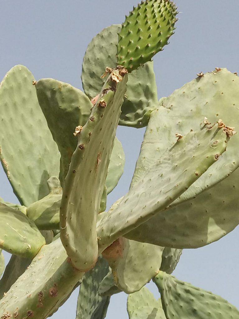 cochinilla combatida con cal